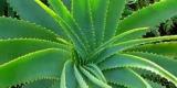 Découverte d'un mécanisme d’arrêt de croissance des racines des plantes Découverte d'un mécanisme d’arrêt de croissance des racines des plantes