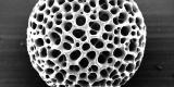 Des micro-fossiles de deux milliards d'années Des micro-fossiles de deux milliards d'années
