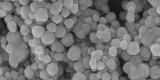 Des nanoparticules recouvertes de composés antibiotiques pour éliminer des bactéries résistantes Des nanoparticules recouvertes de composés antibiotiques pour éliminer des bactéries résistantes