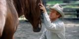 Les chevaux savent communiquer avec l'homme de manière complexe Les chevaux savent communiquer avec l'homme de manière complexe