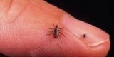 Vers un vaccin contre la maladie de Lyme Vers un vaccin contre la maladie de Lyme