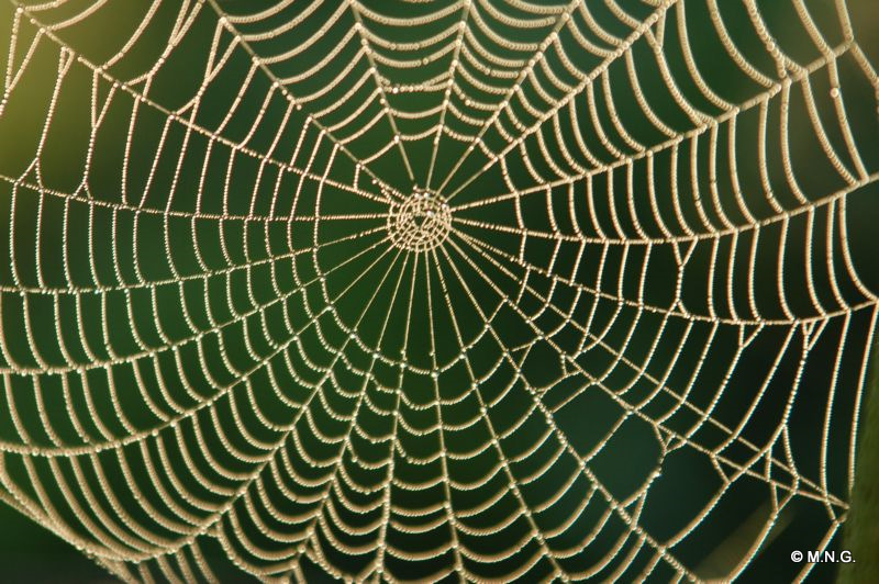 Des Chercheurs Ont Cree Une Fibre Liquide Inspiree De La Toile D Araignee Rtflash Fr Tregouet Org Des Chercheurs Ont Cree Une Fibre Liquide Inspiree De La Toile D Araignee Rtflash Fr Tregouet Org
