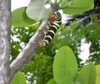 Activer le mécanisme de protection des plantes pour se passer de pesticides...