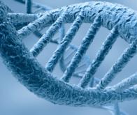 ADN-ARN : une copie infidèle