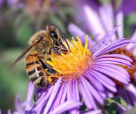 Antibiotiques et pesticides : un mélange nocif pour les abeilles ?