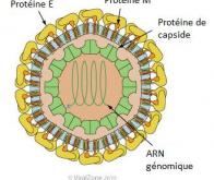 Avis favorable de l'Europe au premier vaccin contre la dengue