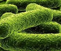 Bactéries : un fanstastique pouvoir d'adaptation à leur environnement