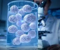 Bionique : des « mini-cerveaux humains » pour alimenter des ordinateurs