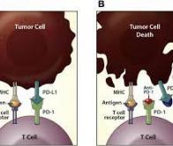 Cancer : des molécules synthétiques moins coûteuses et aussi efficaces que les anticorps monoclonaux