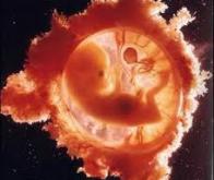 Cancer et développement embryonnaire : un lien biologique fondamental ?