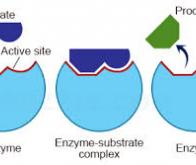 Cancer : la nouvelle voie de recherche prometteuse de l'enzyme ADAR