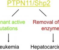 Cancer : la voie prometteuse de la protéine SHP2 