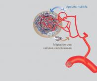 Cancer : le rôle crucial des jonctions communicantes entre cellules cancéreuses et capillaires ...