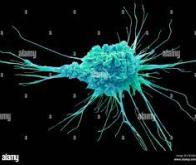 Cancer : les cellules dendritiques améliorent l'efficacité de l’immunothérapie