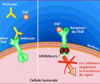 Cancer : les inhibiteurs de kinases élargissent leur champ thérapeutique