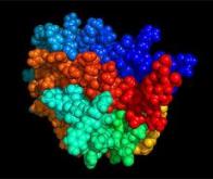 Cancer : rôle de l'hormone de croissance PDGF-BB et de la protéine EPO