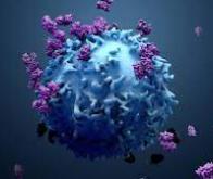 Cancer : un anticorps qui bloque la croissance des tumeurs et les métastases