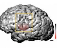 Cerveau et langage : y-a-t-il une différence de degré ou de nature entre l'homme et le singe ?