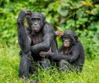 Cerveau : l'ADN non codé ferait la différence entre l'homme et les primates…