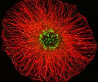 Cerveau : les cellules gliales plus nombreuses que les neurones