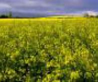 Le colza pourrait ne plus se faire prendre au collet
