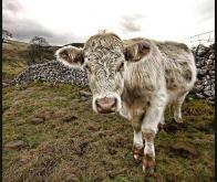 Changement climatique : vers une réduction drastique de notre consommation de viande ?