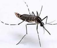 Chikungunya : découverte d’un facteur cellulaire humain impliqué dans la réplication du virus