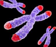 Chromosomes : la taille des télomères serait associée à différents risques de cancer