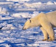 Climat : + 2,7°C sur la planète d'ici à la fin du siècle