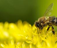 Comme les humains, les abeilles ordonnent les nombres de gauche à droite