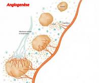 Comment diriger la croissance des vaisseaux sanguins