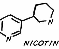 Comment la nicotine agit sur le cerveau des schizophrènes