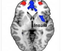 Comment le cerveau résout-il le « dilemme du volontaire » ?