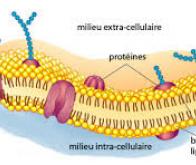 Comment les champs électriques percent les membranes cellulaires