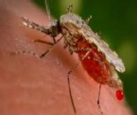 Comment les insectes se protègent des virus...