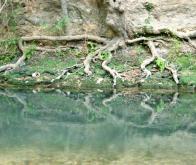 Comment les racines des plantes perçoivent les inondations et y répondent