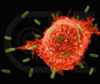 Comment une protéine immunitaire est régulée dans la cellule