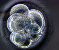 Comprendre la formation de l'embryon pour mieux combattre le cancer