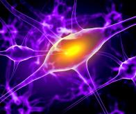 Comprendre la neuroinflammation pour mieux traiter les maladies du cerveau