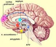 Contrôler la douleur grâce aux neurones de l’amygdale