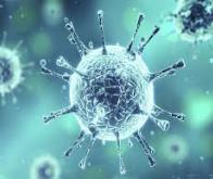 Coronavirus : les asymptomatiques perdent plus vite leurs anticorps…