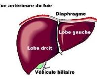 Création d'un foie complet et fonctionnel à partir de cellules iPS