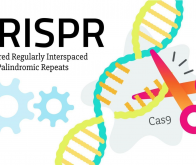 CRISPR : les ciseaux génétiques peuvent maintenant modifier plusieurs gènes simultanément