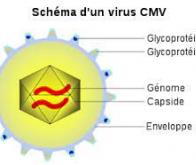 Cytomégalovirus : un vaccin ARN testé dans plusieurs hôpitaux
