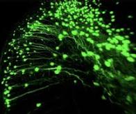 Découverte de cellules jouant un rôle central dans la mémoire des objets