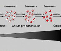 Découverte de nouveaux mécanismes de résistance à certaines thérapies anti-cancéreuses 