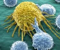 Découverte d’un nouveau mécanisme immunologique anti-cancéreux