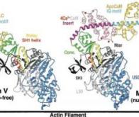 Découverte d'une molécule-clé dans la communication intracérébrale