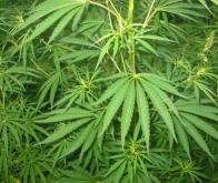 Découverte d'une molécule permettant de traiter la dépendance au cannabis