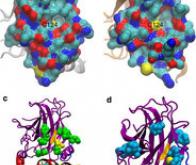 Découverte d'une nouvelle cible thérapeutique pour bloquer le cancer